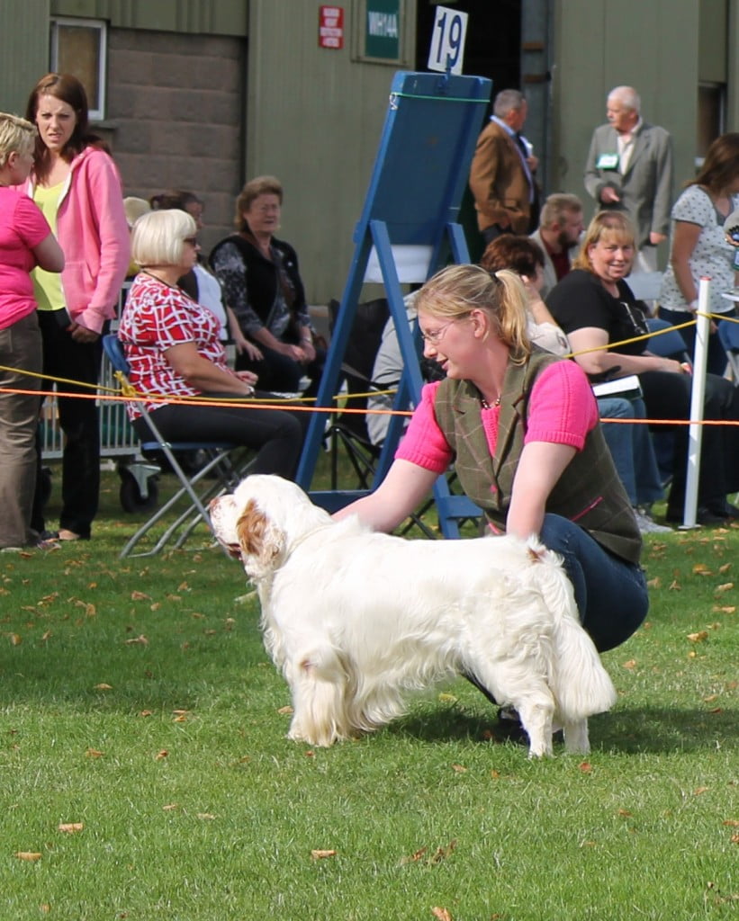 Ollie at National Gundog 2015