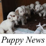 PuppyNews