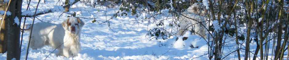 Whissgig Clumber Spaniels