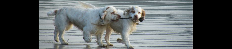 Whissgig Clumber Spaniels