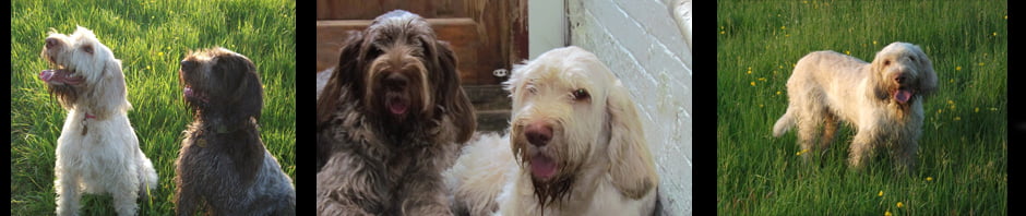 Whissgig Clumber Spaniels