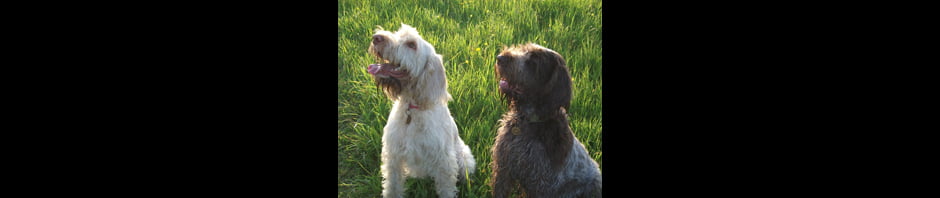 Whissgig Clumber Spaniels