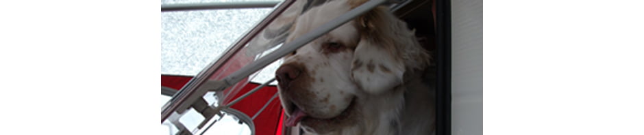 Whissgig Clumber Spaniels