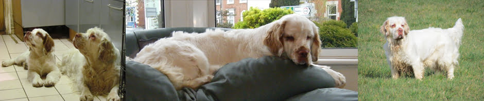 Whissgig Clumber Spaniels