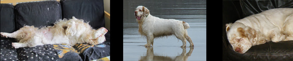 Whissgig Clumber Spaniels