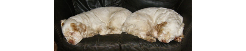 Whissgig Clumber Spaniels