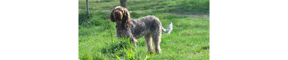 Whissgig Clumber Spaniels