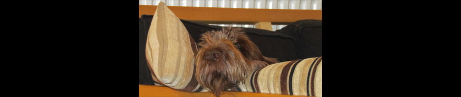 Whissgig Clumber Spaniels