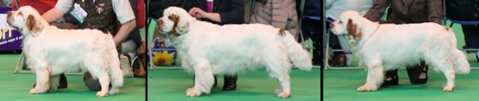 Whissgig Clumber Spaniels