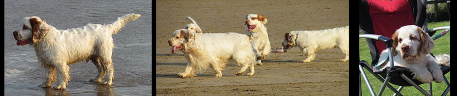 Whissgig Clumber Spaniels