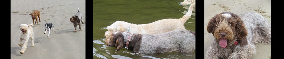 Whissgig Clumber Spaniels