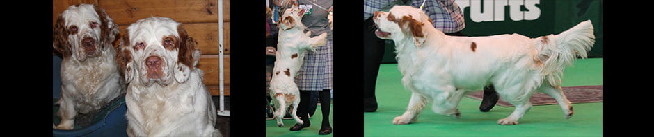 Whissgig Clumber Spaniels