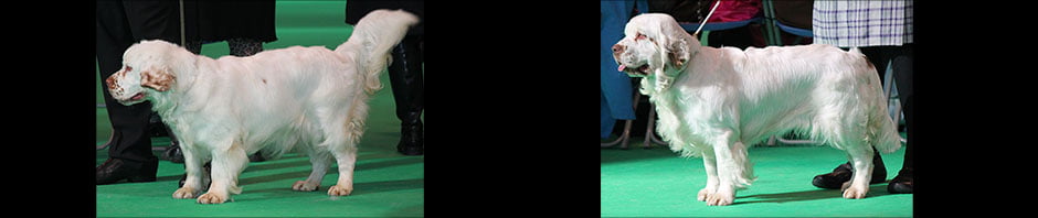 Whissgig Clumber Spaniels