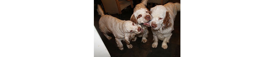 Whissgig Clumber Spaniels