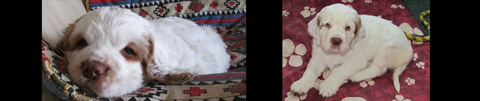 Whissgig Clumber Spaniels