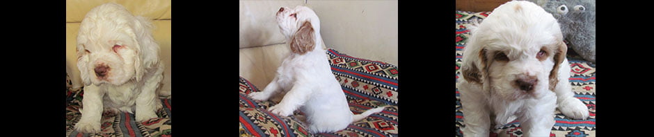 Whissgig Clumber Spaniels