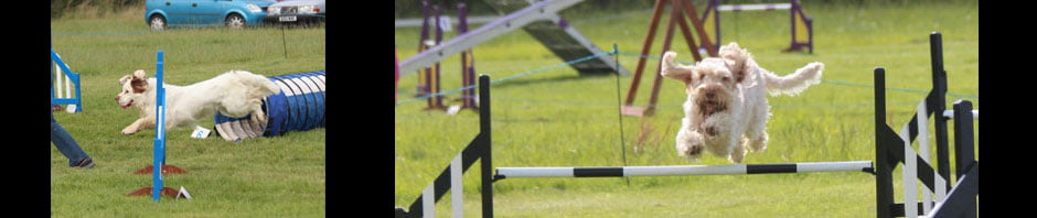 Whissgig Clumber Spaniels
