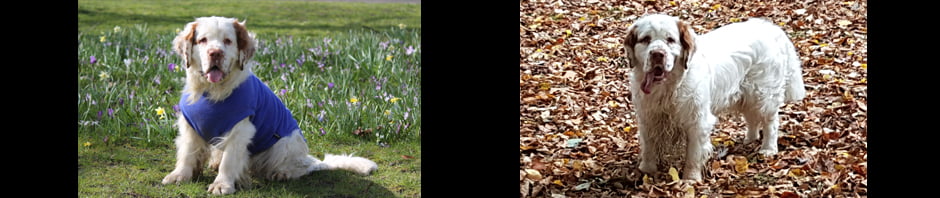 Whissgig Clumber Spaniels