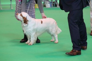 Beckis Crufts 2014